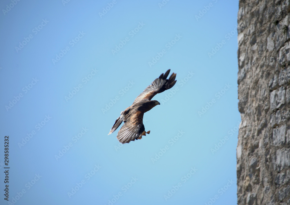 Obraz premium Falke im Anflug