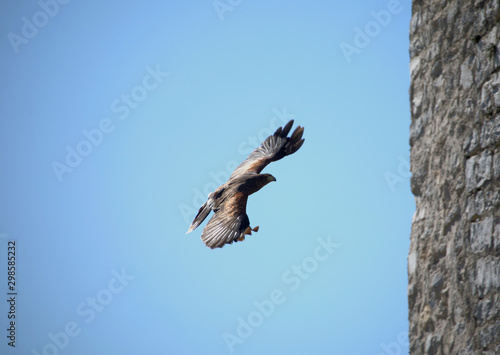 Falke im Anflug