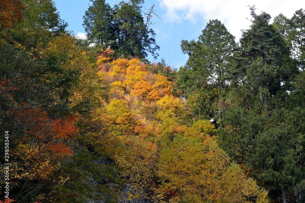 Fototapeta premium 紅葉