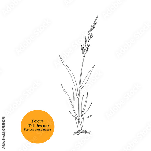 Vector hand drawn illustraton of Fescue ( Tall fescue), Festuca arundinacea, forage, meadow and pastrure grass, whole plant with leaves, roots , stem and spikelets