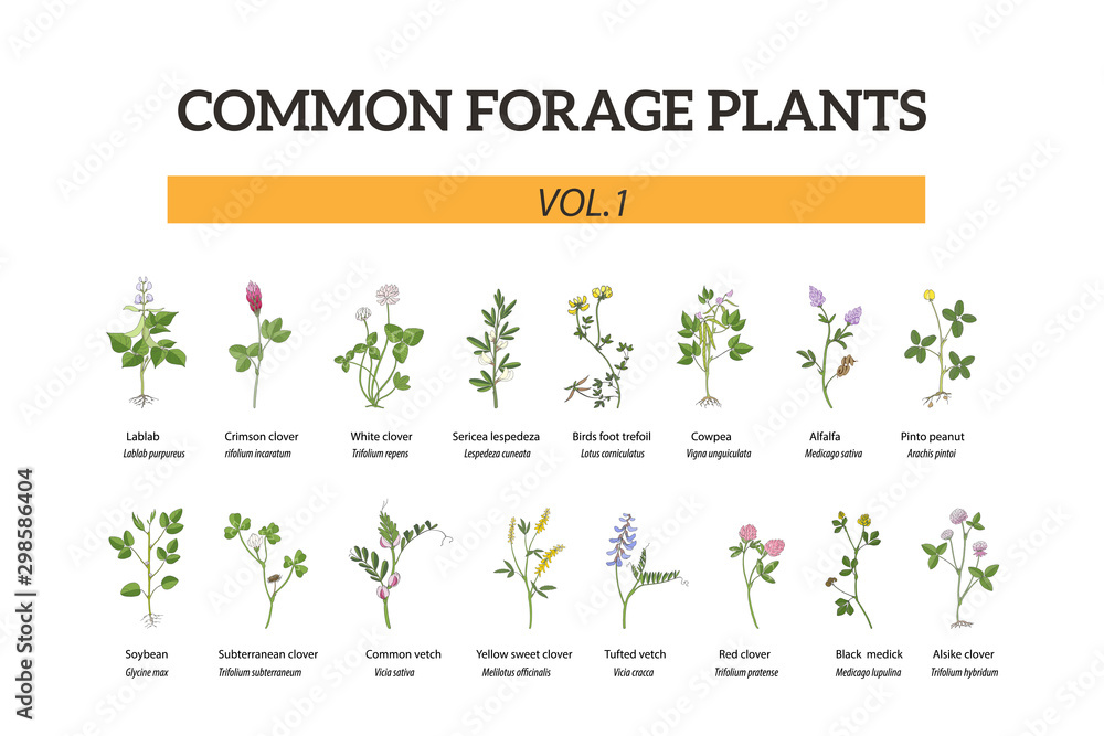 Big set of common forage plants, hand drawn. Alfalfa, vetch, clover, soybean, lespedeza,trefoil, cowpea, lablab