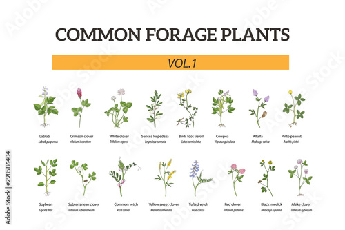 Big set of common forage plants, hand drawn. Alfalfa, vetch, clover, soybean, lespedeza,trefoil, cowpea, lablab