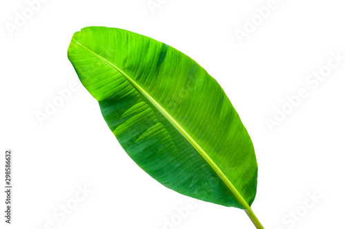 tropical green banana leaf isolated on white background