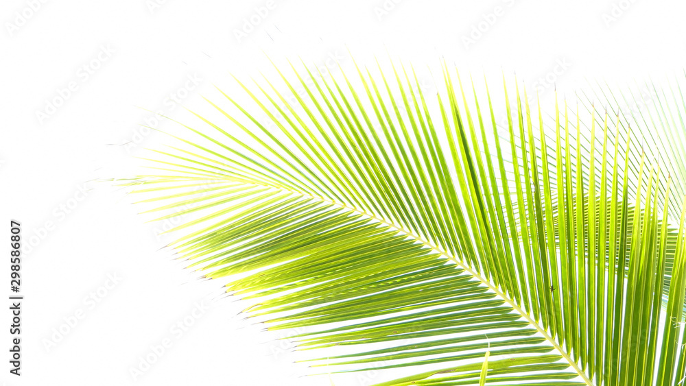 Obraz premium coconut trees leaf isolated on white background