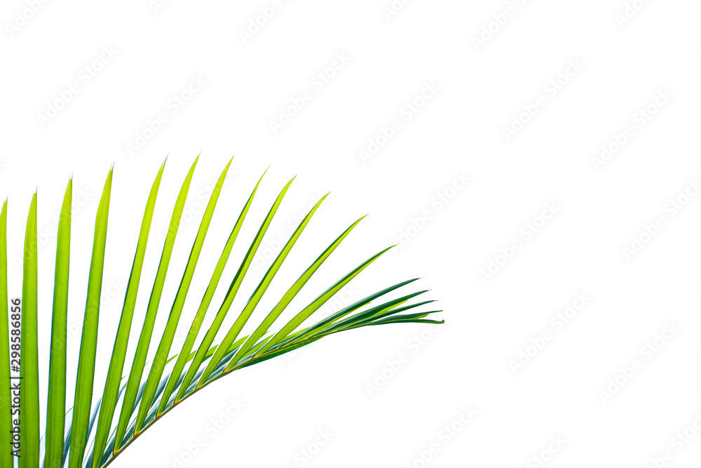 Fototapeta premium tropical coconut leaf isolated on white background, summer background