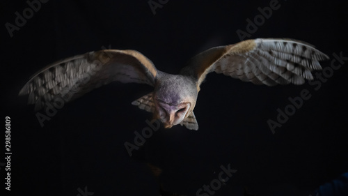 a barn owl in flight at night. It is hunting and looking down as it hovers over its prey and has its wings spread out