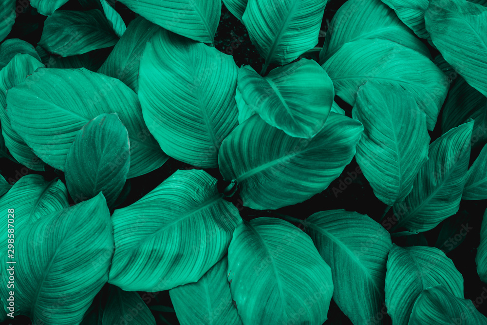 custom made wallpaper toronto digitalleaves of Spathiphyllum cannifolium, abstract green texture, nature background, tropical leaf