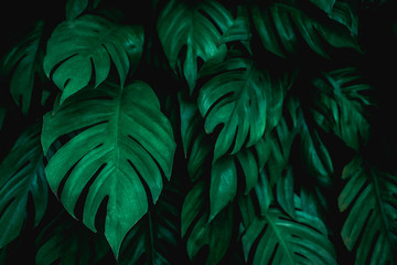 tropical jungle foliage, green nature background, green leaf