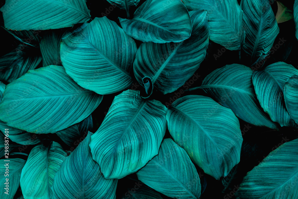 Fototapeta liście Spathiphyllum cannifolium, streszczenie tekstura zielony, tło natura, tropikalny liść