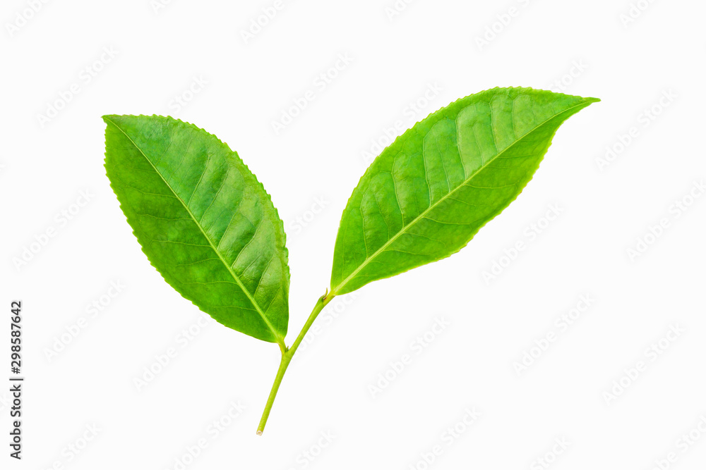 green leaves isolated on white background, fresh green tea leaves green leaves isolated on white background, fresh green tea leaves