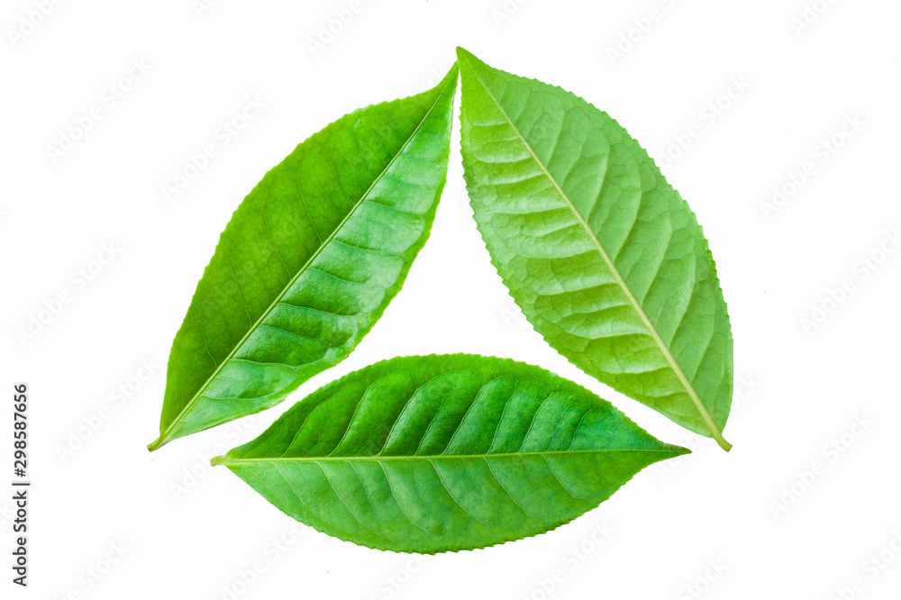 Obraz premium green leaves isolated on white background, fresh green tea leaves 
