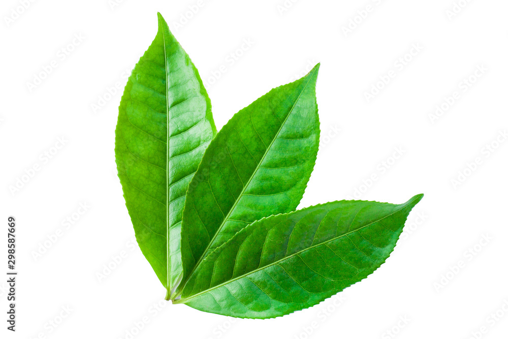 Obraz premium green leaves isolated on white background, fresh green tea leaves 