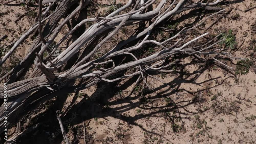 Close up orbit pan of dry branches from a dead tree, lying in a dried up lake bed. Close up orbit pan of dry branches from a dead tree, lying in a dried up lake bed.