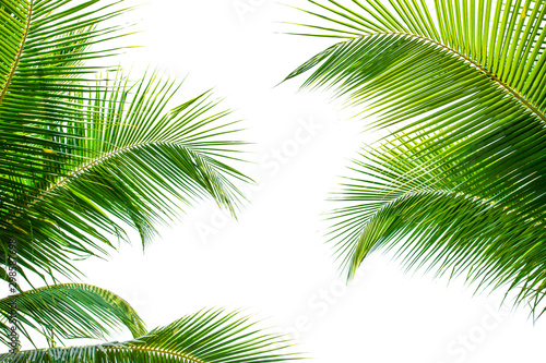 leaves of coconut isolated on white background © Nabodin