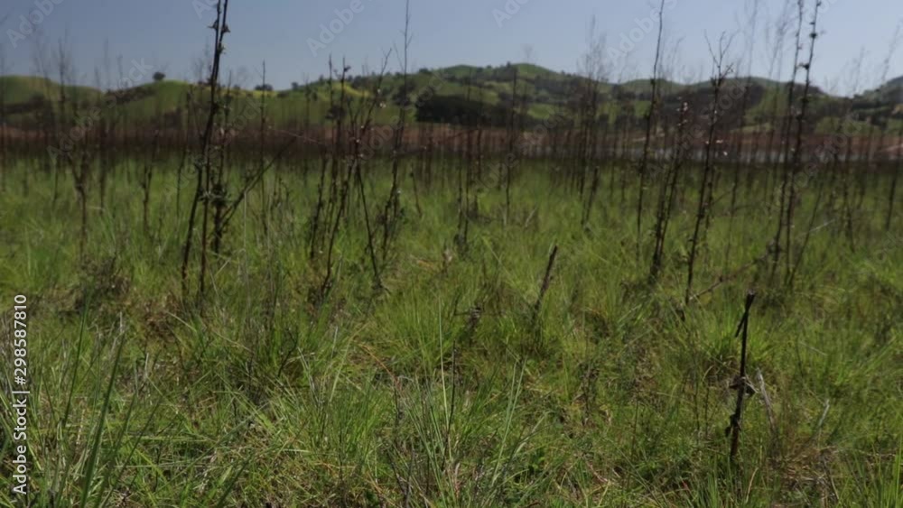 Ground up reveal through grass and weeds of an empty lake bed, green hills in the background - part one. Ground up reveal through grass and weeds of an empty lake bed, green hills in the background - part one.