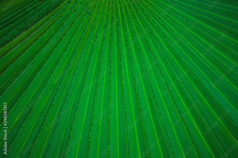 Obraz premium tropical palm leaf and shadow, abstract natural green background, dark blue tone
