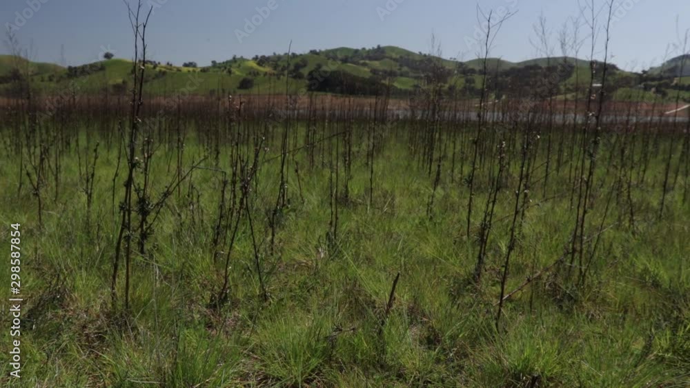 Ground up reveal through grass and weeds of an empty lake bed, green hills in the background - part two. Ground up reveal through grass and weeds of an empty lake bed, green hills in the background - part two.