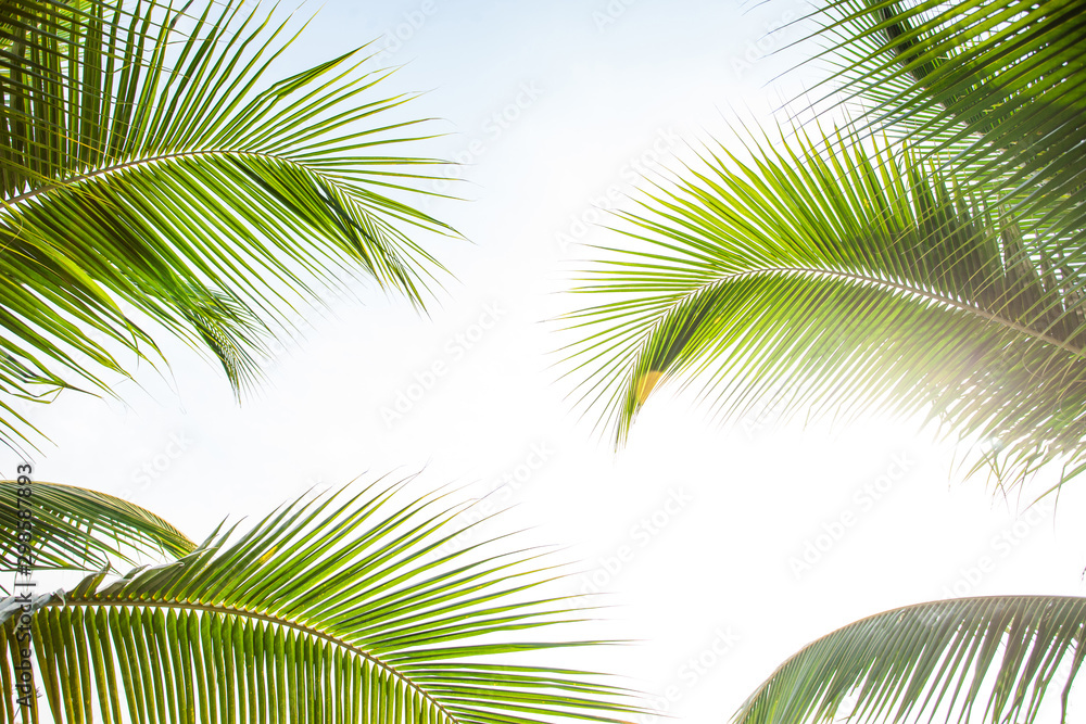 Naklejka premium leaves of coconut isolated on white background