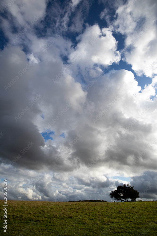 Silhouetted windswept stunted tree on farm grassland field in rural Hampshire against a cloudy sky