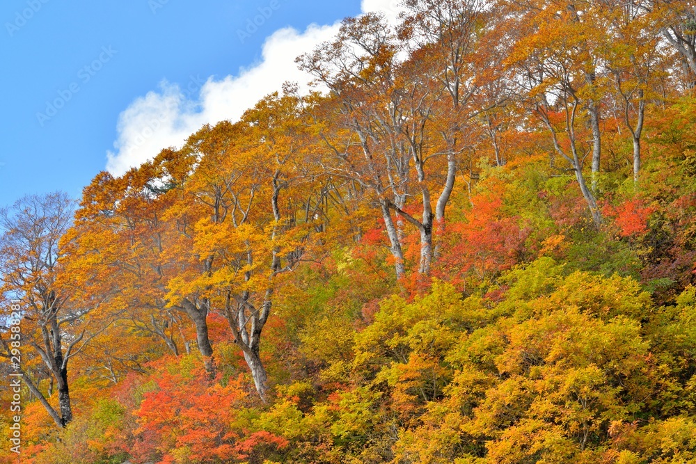Fototapeta premium 紅葉