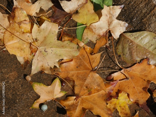 Rich brown and yellow fallen leaves of a maple tree