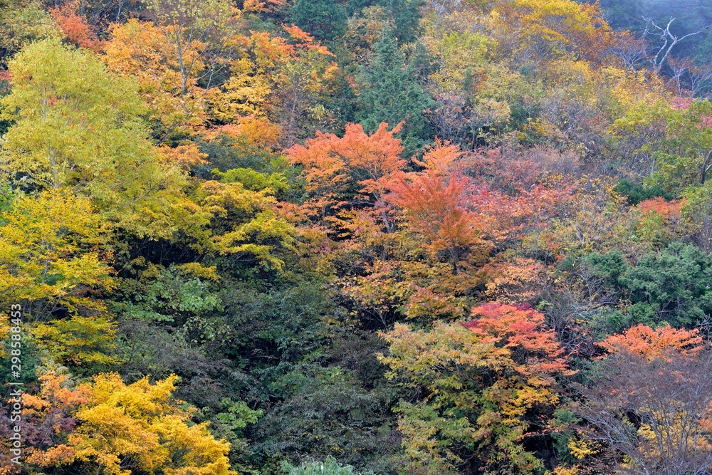 紅葉 紅葉