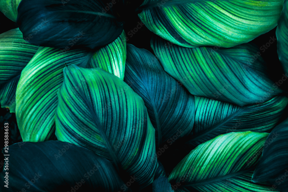 leaves of Spathiphyllum cannifolium, abstract green texture, nature background, tropical leaf leaves of Spathiphyllum cannifolium, abstract green texture, nature background, tropical leaf