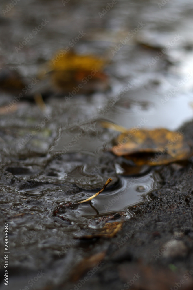 puddle of mood with yellow dry leafs puddle of mood with yellow dry leafs