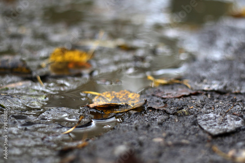 puddle of mood with yellow dry leafs
