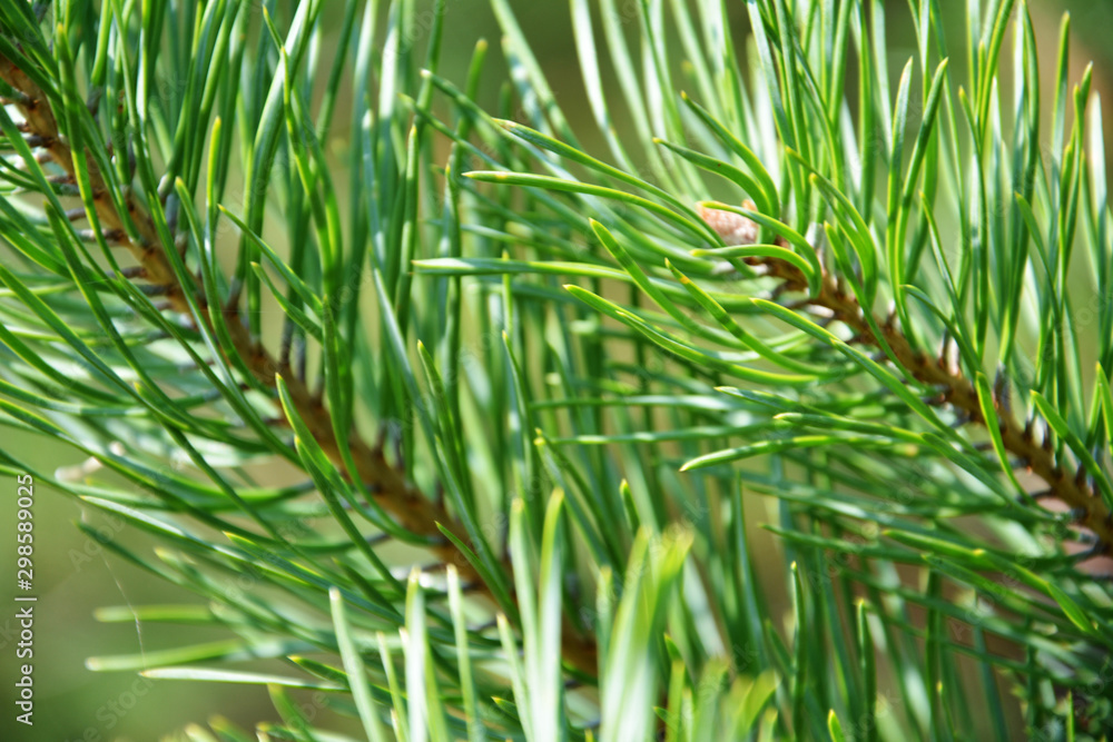 Green pine branches with needles closeup. Natural bright background. Selective focus. Green pine branches with needles closeup. Natural bright background. Selective focus.