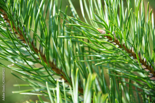 Green pine branches with needles closeup. Natural bright background. Selective focus.