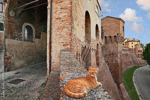 Jesi, Ancona, Marche, Italy: the ancient city walls and a cat on the wall photo