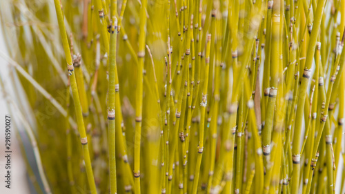 ornamental plants shaped like bamboo which are small and nice