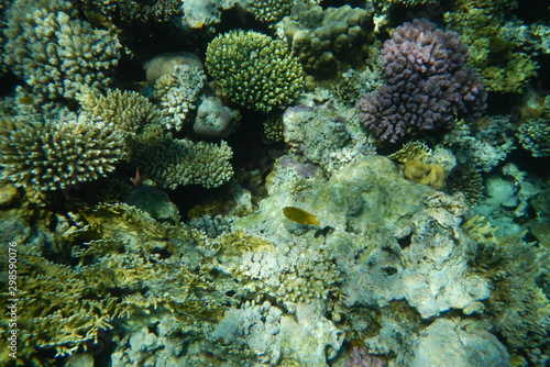 Red Sea underwater landscape with fishes and corals. Natural background