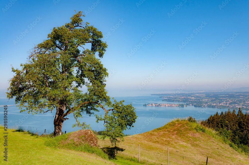 tree on the beach of Bodensee