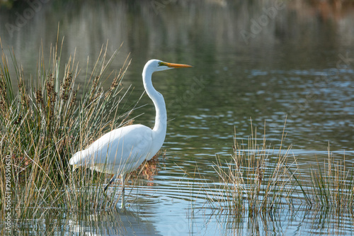 Great Egret wading in natural wetland setting. Australian native bird.