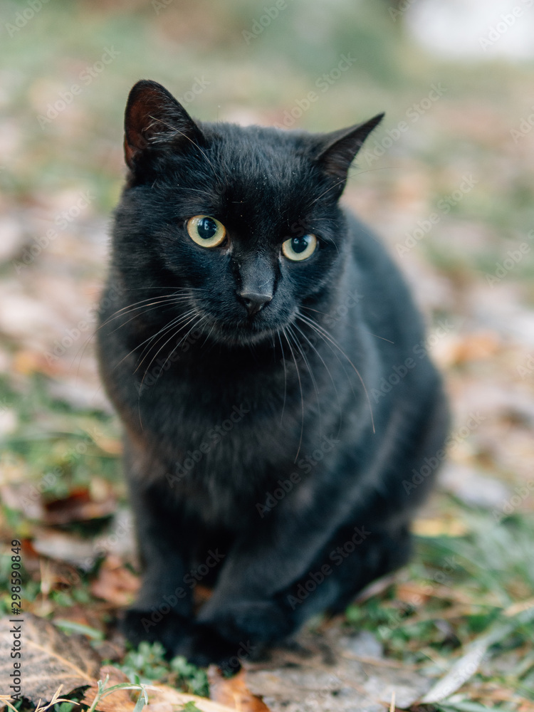 Black cat outdoor. Foggy morning over the lake. Black cat outdoor. Foggy morning over the lake.