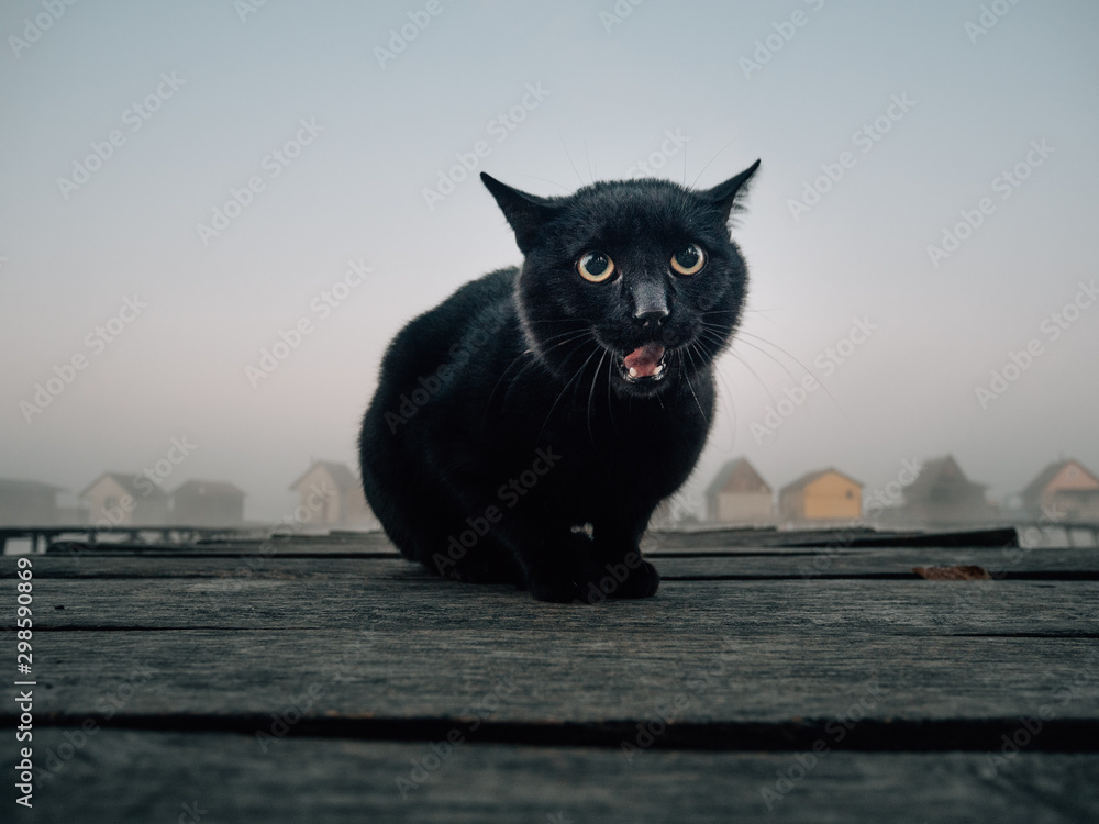 black cat, angry, demon cat - Stock Image - Everypixel