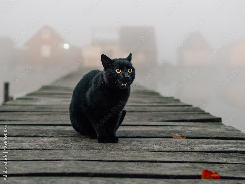 black cat, angry, demon cat - Stock Image - Everypixel