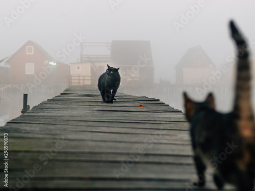 Fototapeta Naklejka Na Ścianę i Meble -  black cat, angry, demon cat