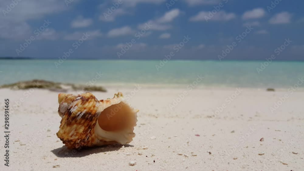 sea shell in caribbean seashore sea shell in caribbean seashore