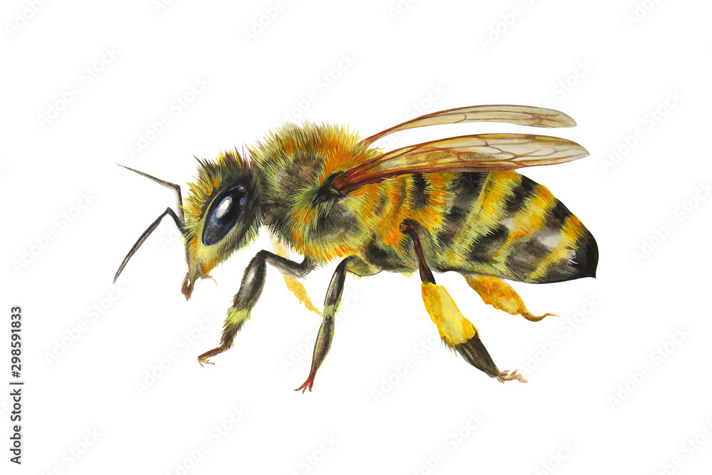 Hand-drawn bee, watercolor illustration isolated on white background. Hand-drawn bee, watercolor illustration isolated on white background.