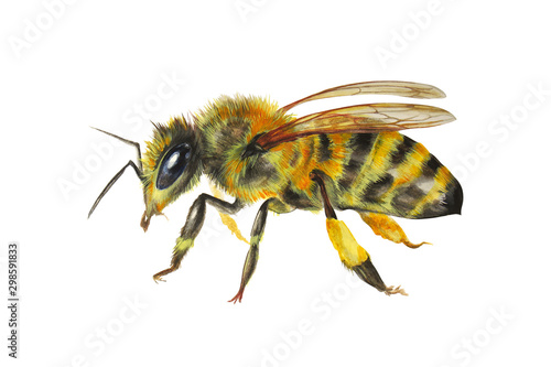 Hand-drawn bee, watercolor illustration isolated on white background. © Nikolay