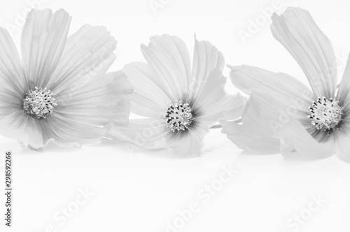 close up of cosmos flwoers in black and white color isolated on white background.  photo