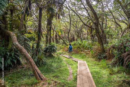Forest on Reunion Island