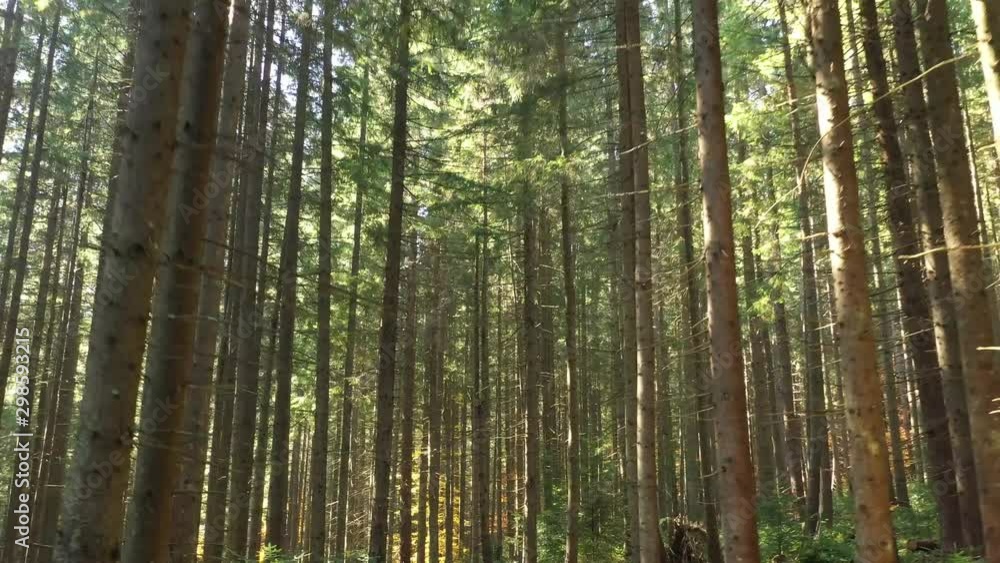 Aerial video. Wild Carpathian forest in the autumn season. Aerial video. Wild Carpathian forest in the autumn season.