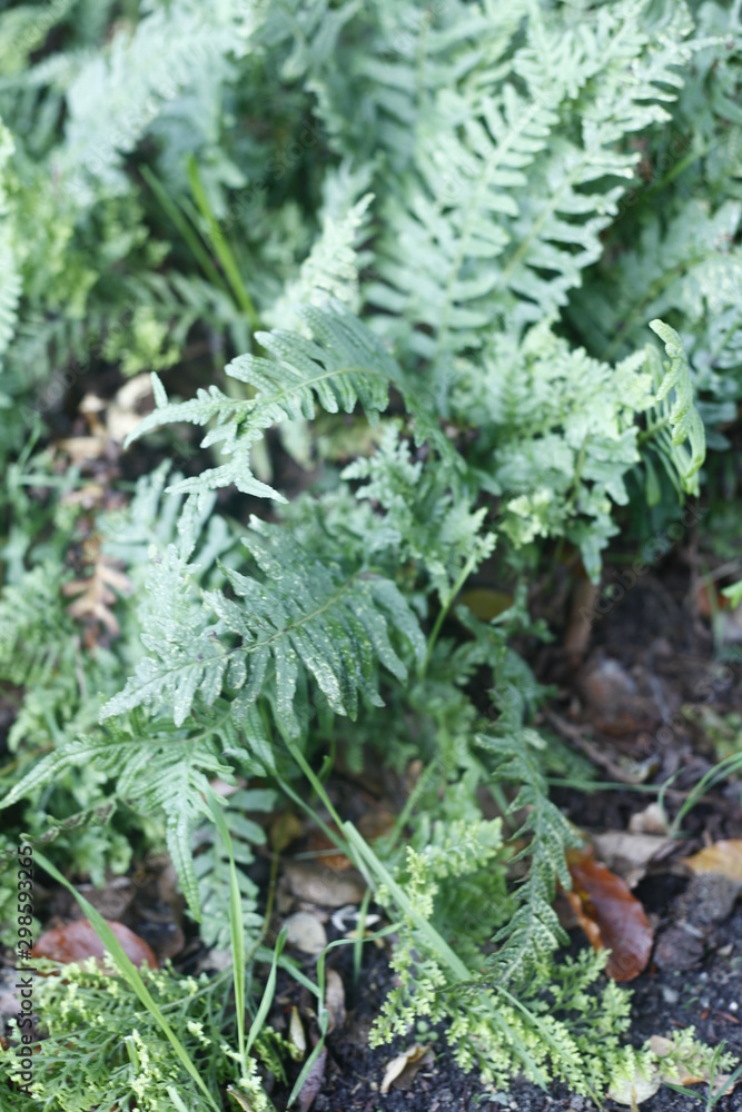 polypodium vulgare - Tüpfelfarn polypodium vulgare - Tüpfelfarn