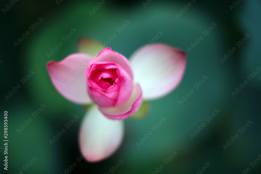 Look down at the lotus flower that is just about to bloom Look down at the lotus flower that is just about to bloom