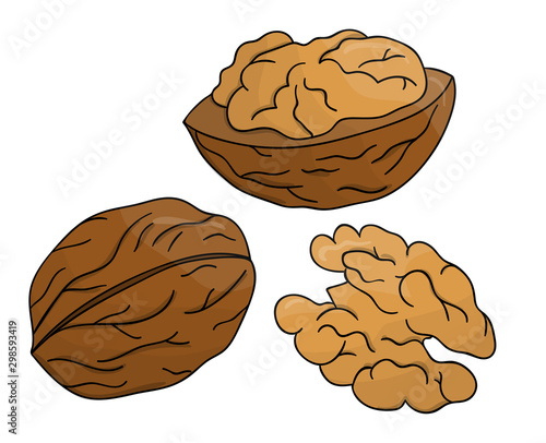 Vector colored walnut icon. Set of isolated monochrome nuts. Food line drawing illustration in cartoon or doodle style isolated on white background..