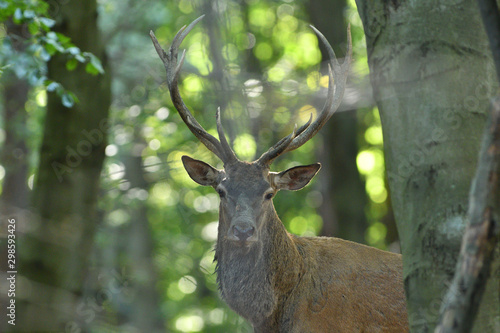 Portrait of deer stag head with antlers in the forest during mating season   © Pavol Klimek